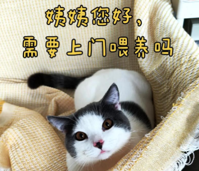 我下班后做上门喂猫，一单30到50块，最值钱的不是喂猫是“报备”